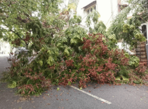 Yard Waste Removal